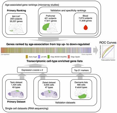 Age-Related Gene Expression in the Frontal Cortex Suggests Synaptic Function Changes in Specific Inhibitory Neuron Subtypes